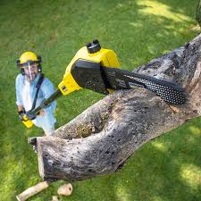 Lawn Pest Prevention in Sunrise, FL