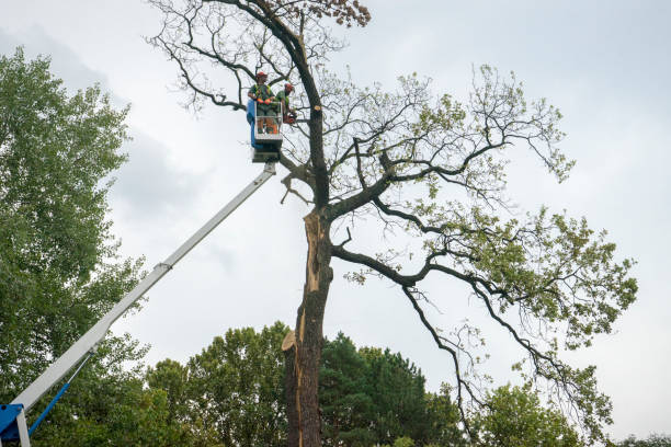 Best Stump Grinding and Removal  in Sunrise, FL